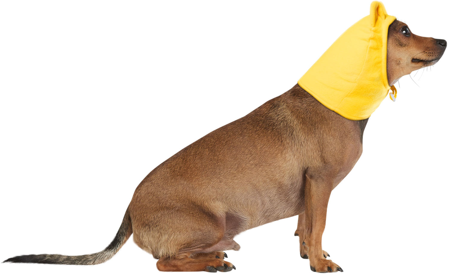 Winnie the Pooh: Pet Costume Headpiece Pooh Bear Small/Medium