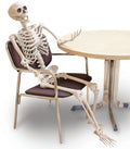 5 Foot Full Size Posable Skeleton Halloween Decoration