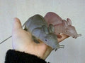 12" Glow in the Dark Fake Rubber Rat or Mouse