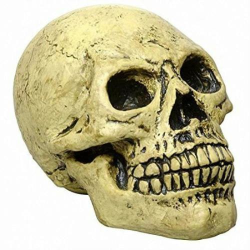 Life Sized Foam Human Skull Halloween Party Decoration Prop